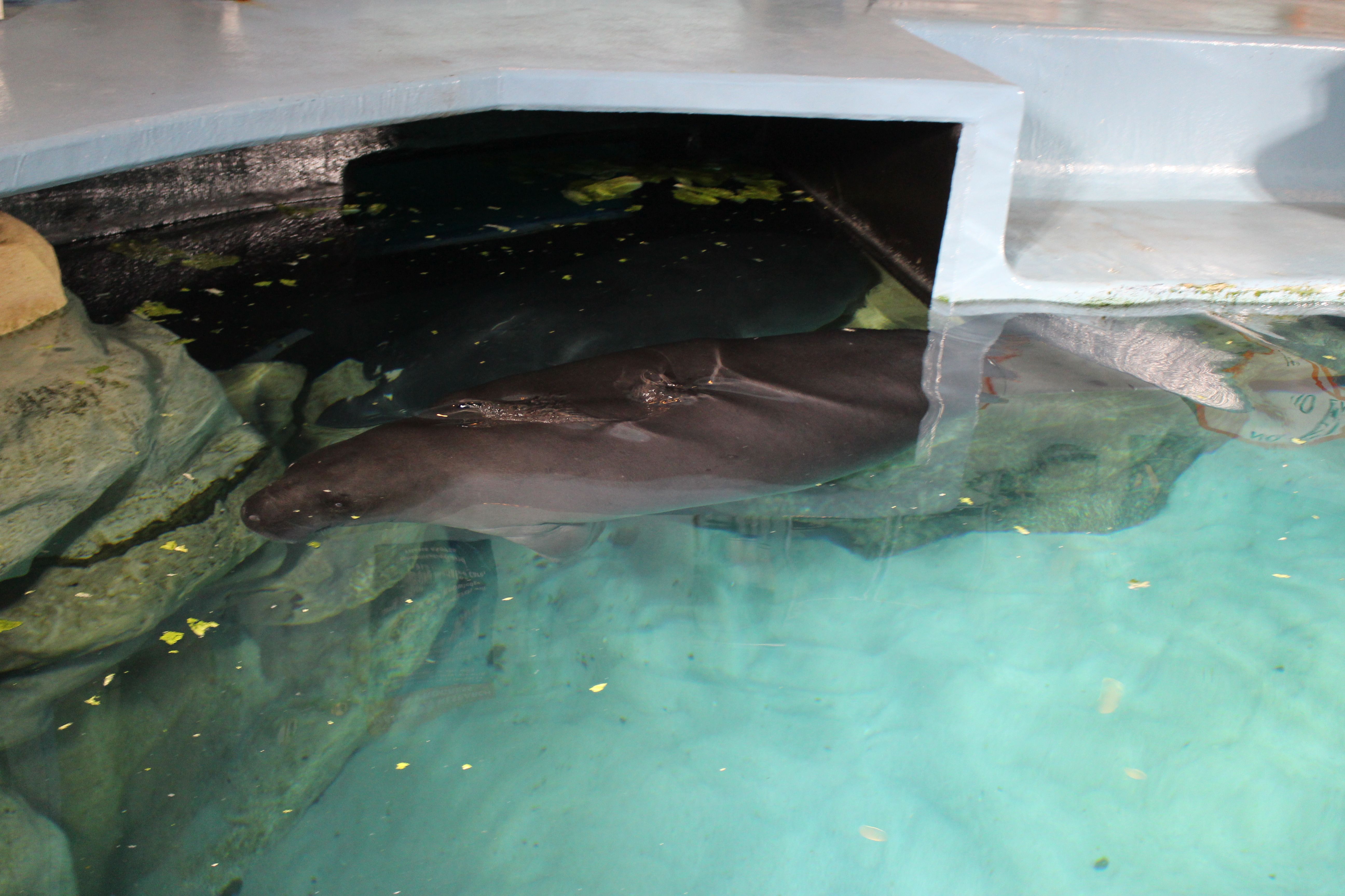 Manatee Bay, Upper Keys, Florida (Image Credits: Wikimedia)