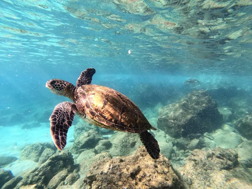 Sea Turtles With Fishing Hooks Attached (Image Credits: Pexels)