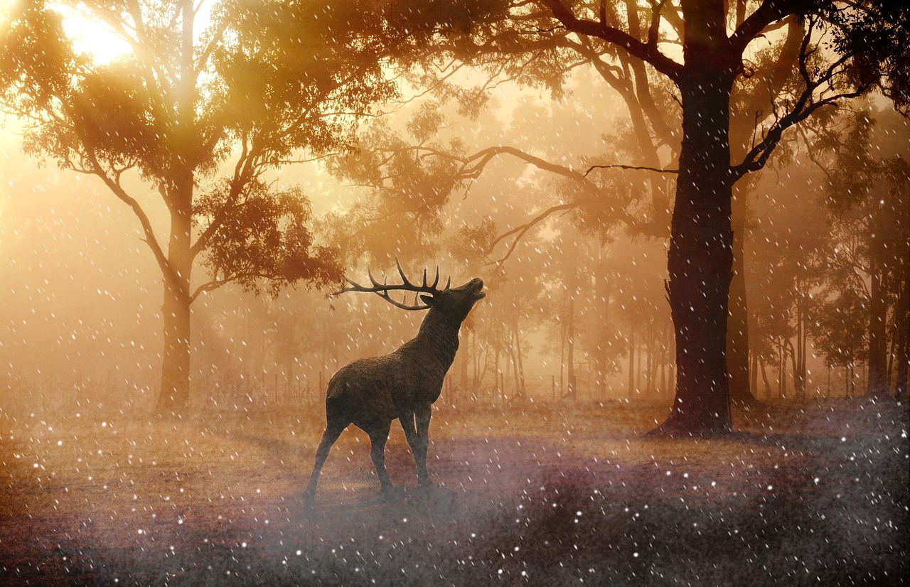 Connecting With Your Rising Sign Animal (Image Credits: Pixabay)