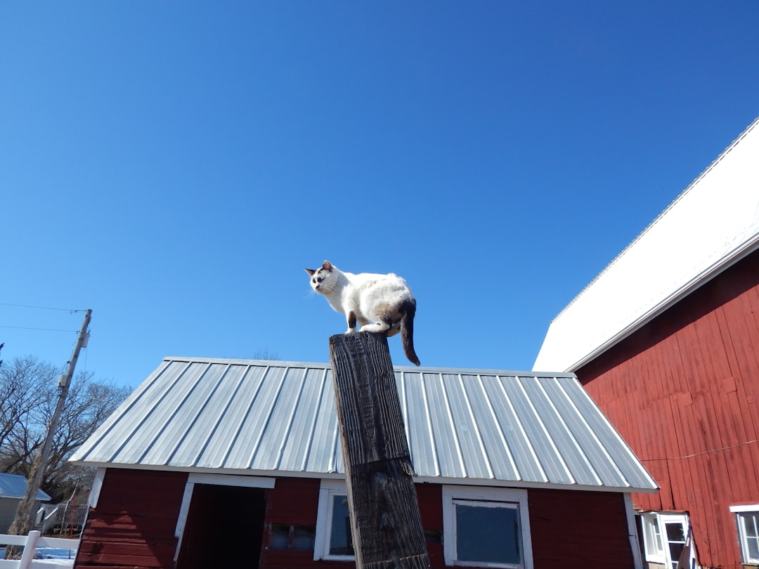 Sensors of Balance: Ears, Eyes, and Whiskers (Image Credits: Unsplash)