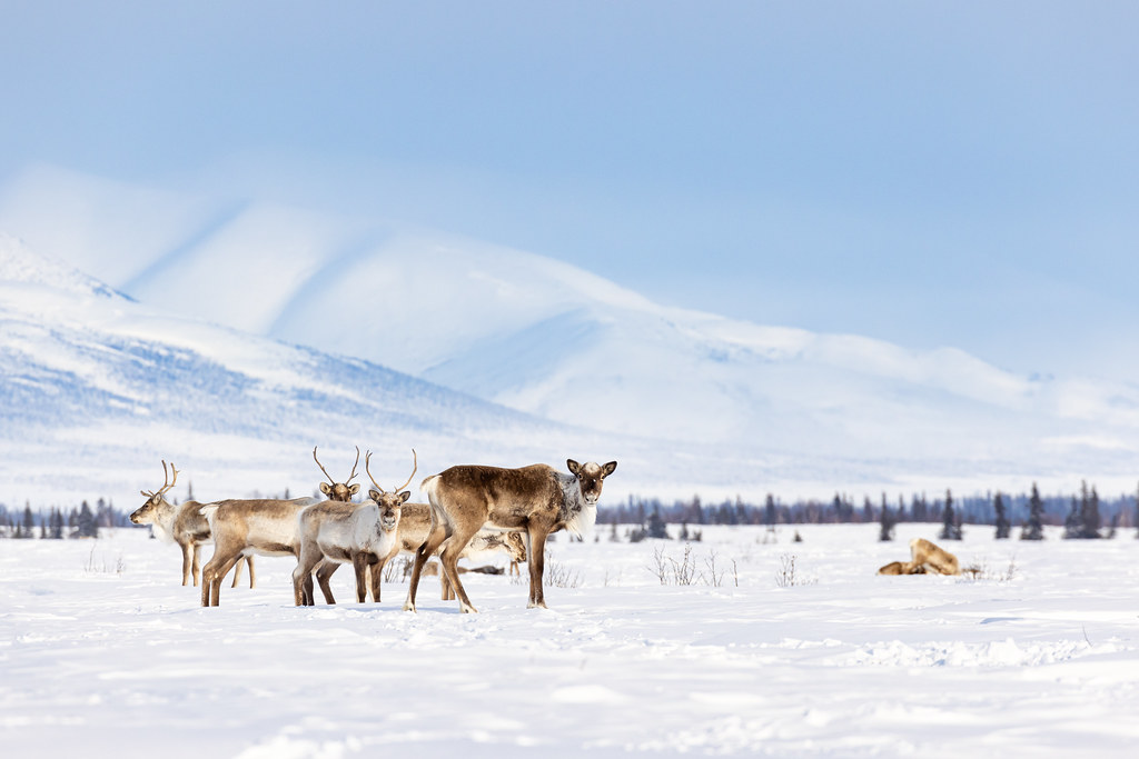 Caribou Adjust Their Breeding Schedule (Image Credits: Flickr)