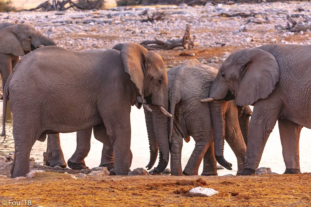 Elephants Are Literally Singing to Each Other Underground (Image Credits: Flickr)
