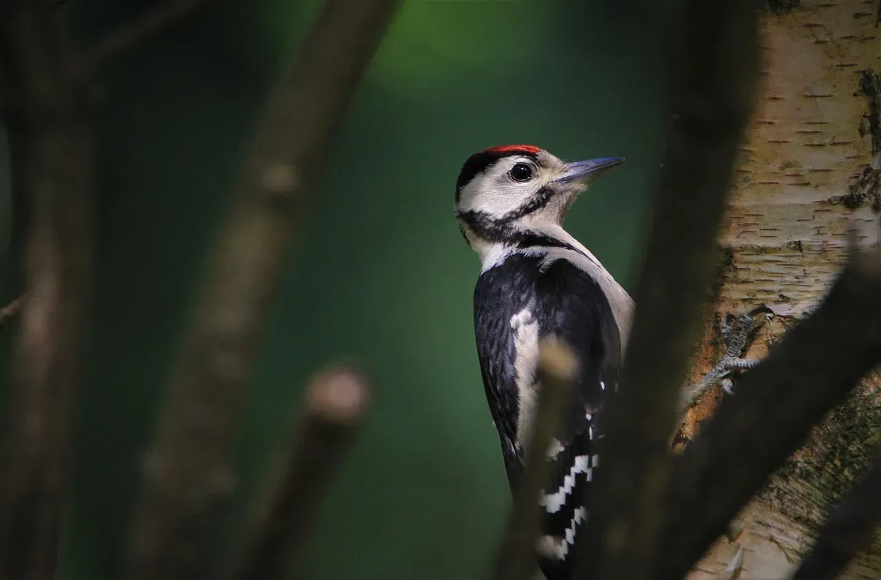 Conclusion: Seeing Forests Through a Woodpecker’s Eyes (Image Credits: Pixabay)