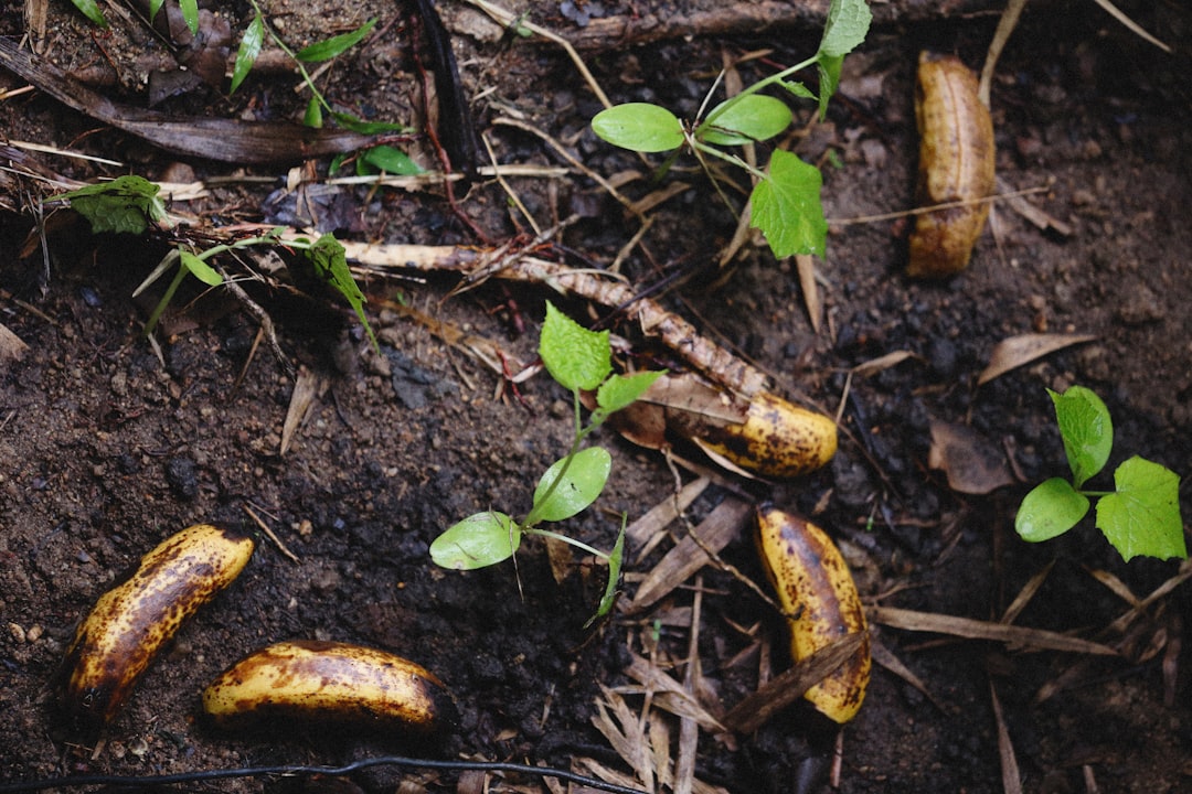 The Nutrient Economy (Image Credits: Unsplash)