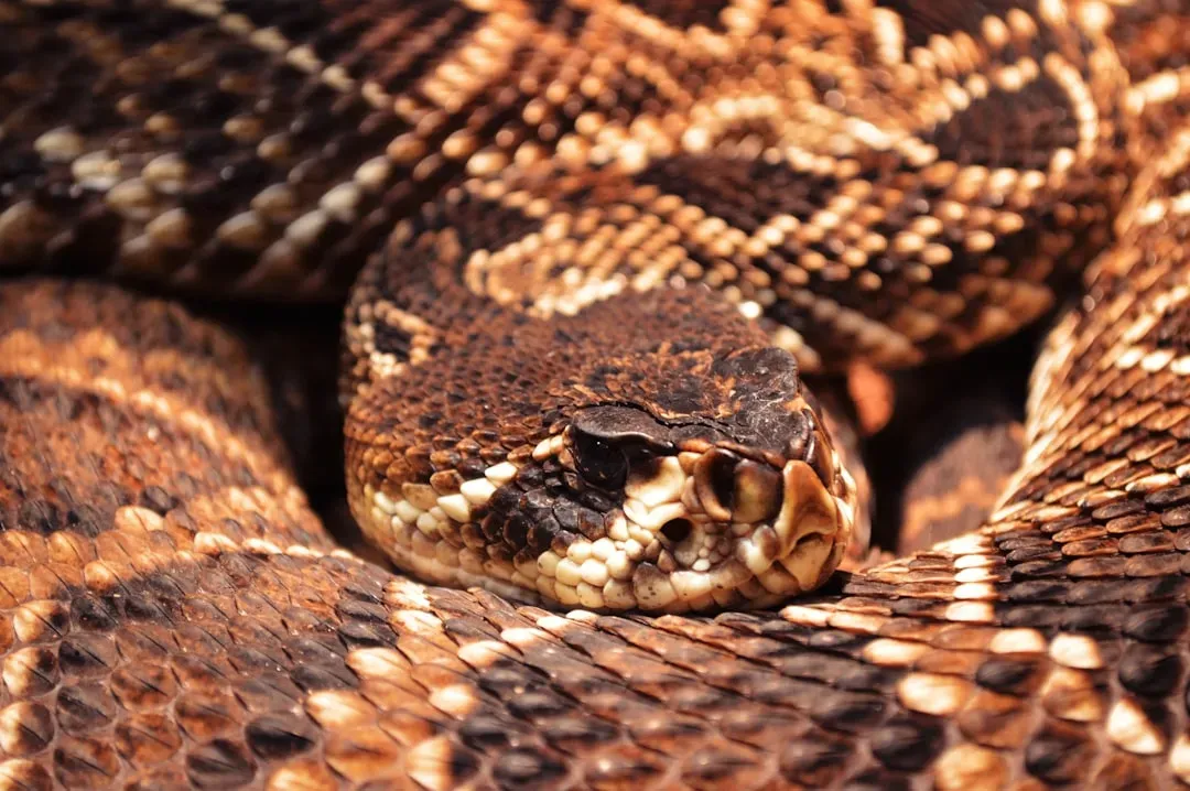 4. Pit Vipers: Seeing Heat in Complete Darkness (Image Credits: Unsplash)