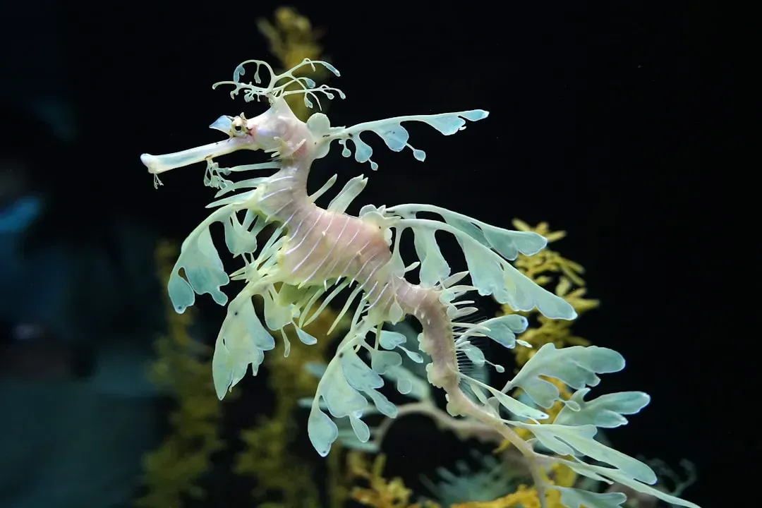 10. Leafy Sea Dragon – The Walking Seaweed Illusion (Image Credits: Unsplash)
