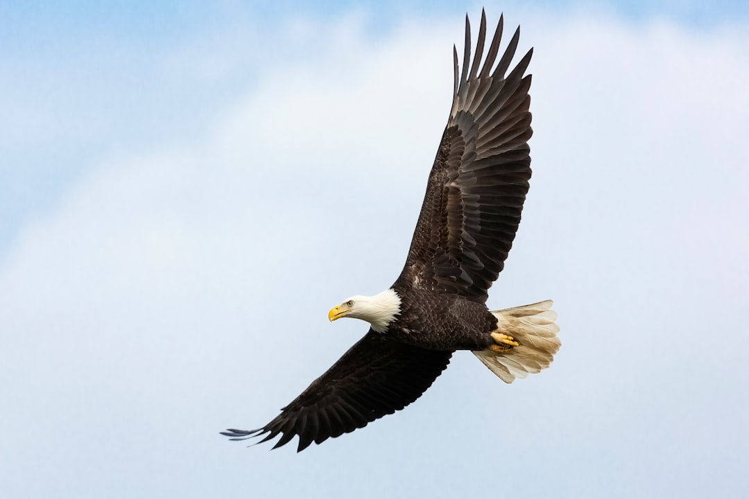 The Eagle: Rising Above the Turbulence (Image Credits: Unsplash)
