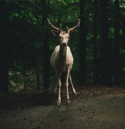 Seasons, Antlers, and the Rhythm of Change (Image Credits: Pexels)