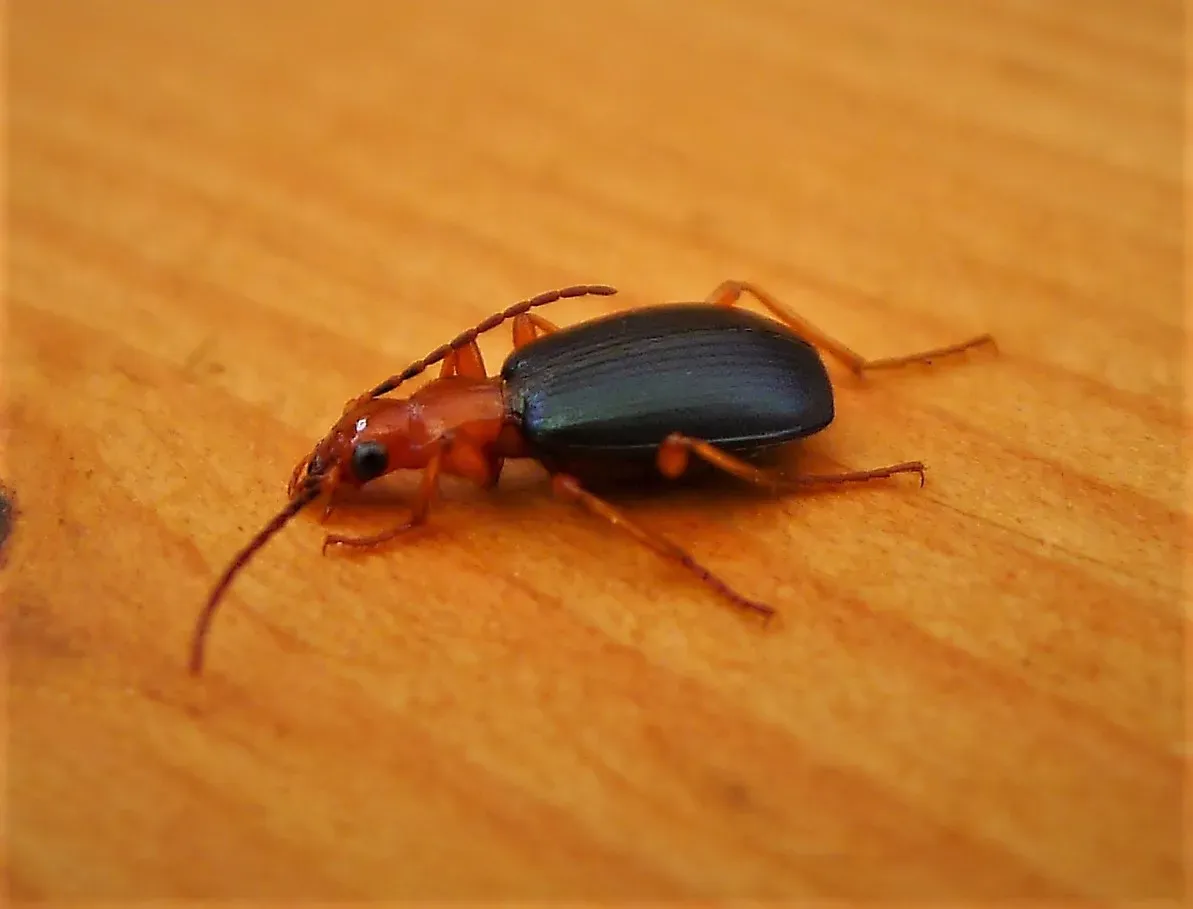 6. The Bombardier Beetle: A Walking Chemical Weapon (Bombardier Beetle Brachinus crepitans, CC BY 2.0)