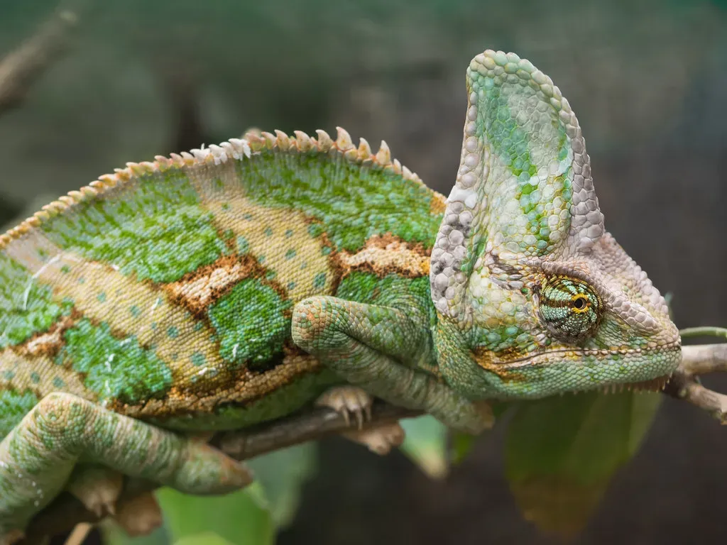 11. They’re Surprisingly Sensitive and Often Struggle in Captivity (wwarby, Flickr, CC BY 2.0)