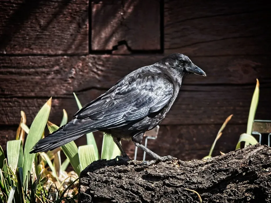 The Famous Experiments: How Scientists Discovered Crow Grudges (Photo by Kunze, Flickr, CC BY 2.0)