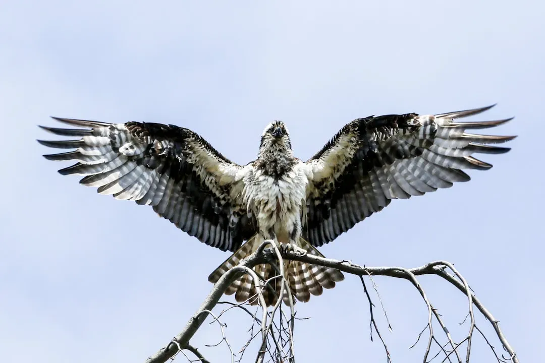 Conclusion: The Perfect Combination of Precision, Power, and Persistence (Image Credits: Unsplash)