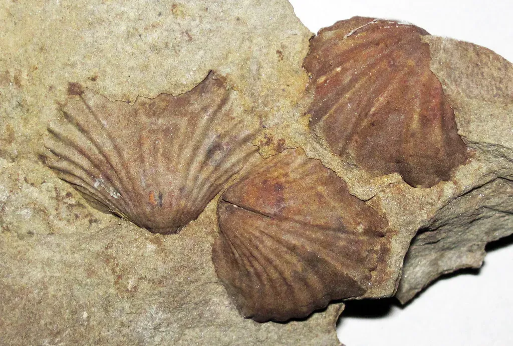 #4 - Brachiopod Beds Miles Above Current Sea Level (James St. John, Flickr, CC BY 2.0)