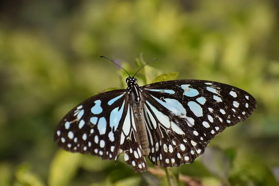 The Butterfly: Transformation, Joy, and the Courage to Change (Image Credits: Unsplash)