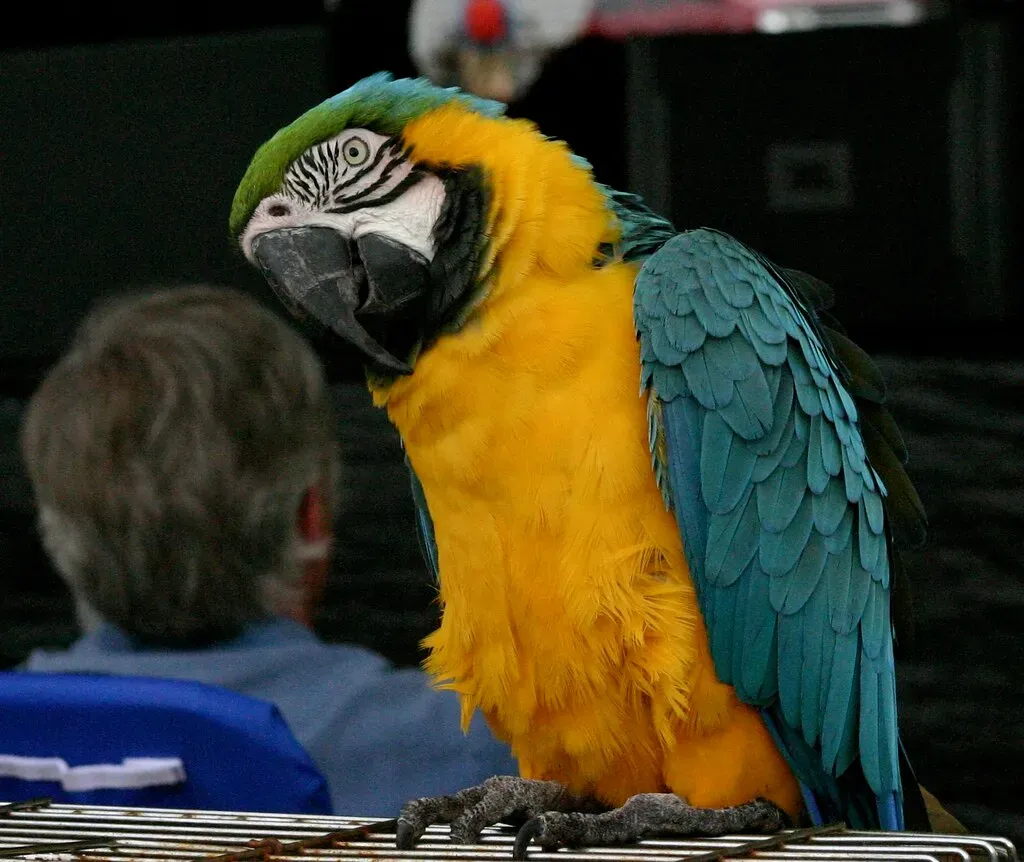 Conclusion: Living With a Bird Who Thinks for Themself (hugochisholm, Flickr, CC BY-SA 2.0)