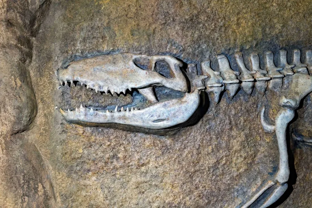 A Fossil That Nobody Saw Coming (Image Credits: Unsplash)