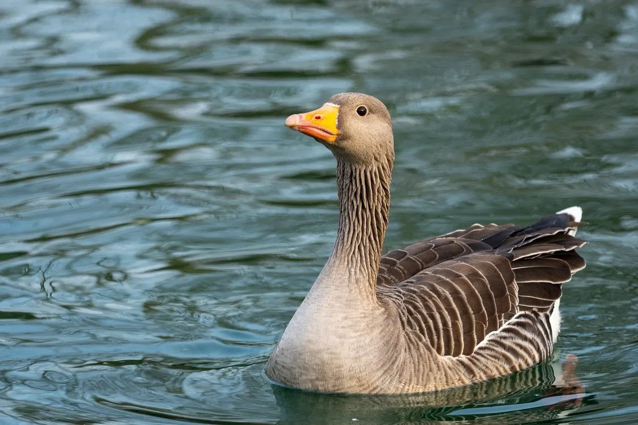 Inherited GPS: Navigation Pre-Installed at Birth (Image Credits: Pixabay)