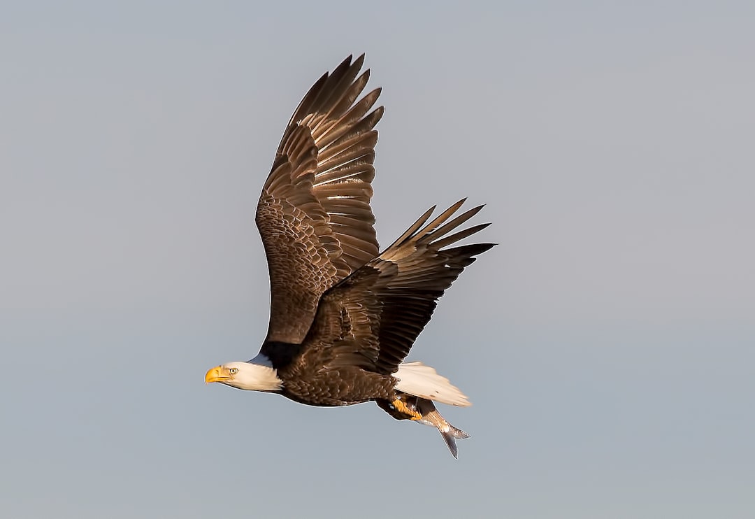 Bald Eagles Reclaiming Their Winter Territories (Image Credits: Unsplash)