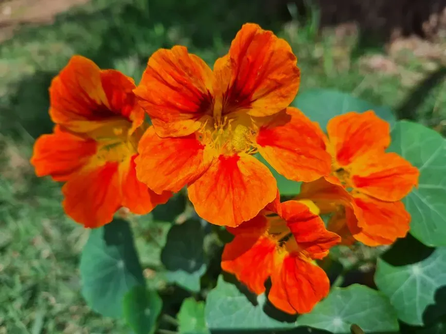 #3 - Nasturtiums Were the Original "Decoy Crop" (Image Credits: Pexels)