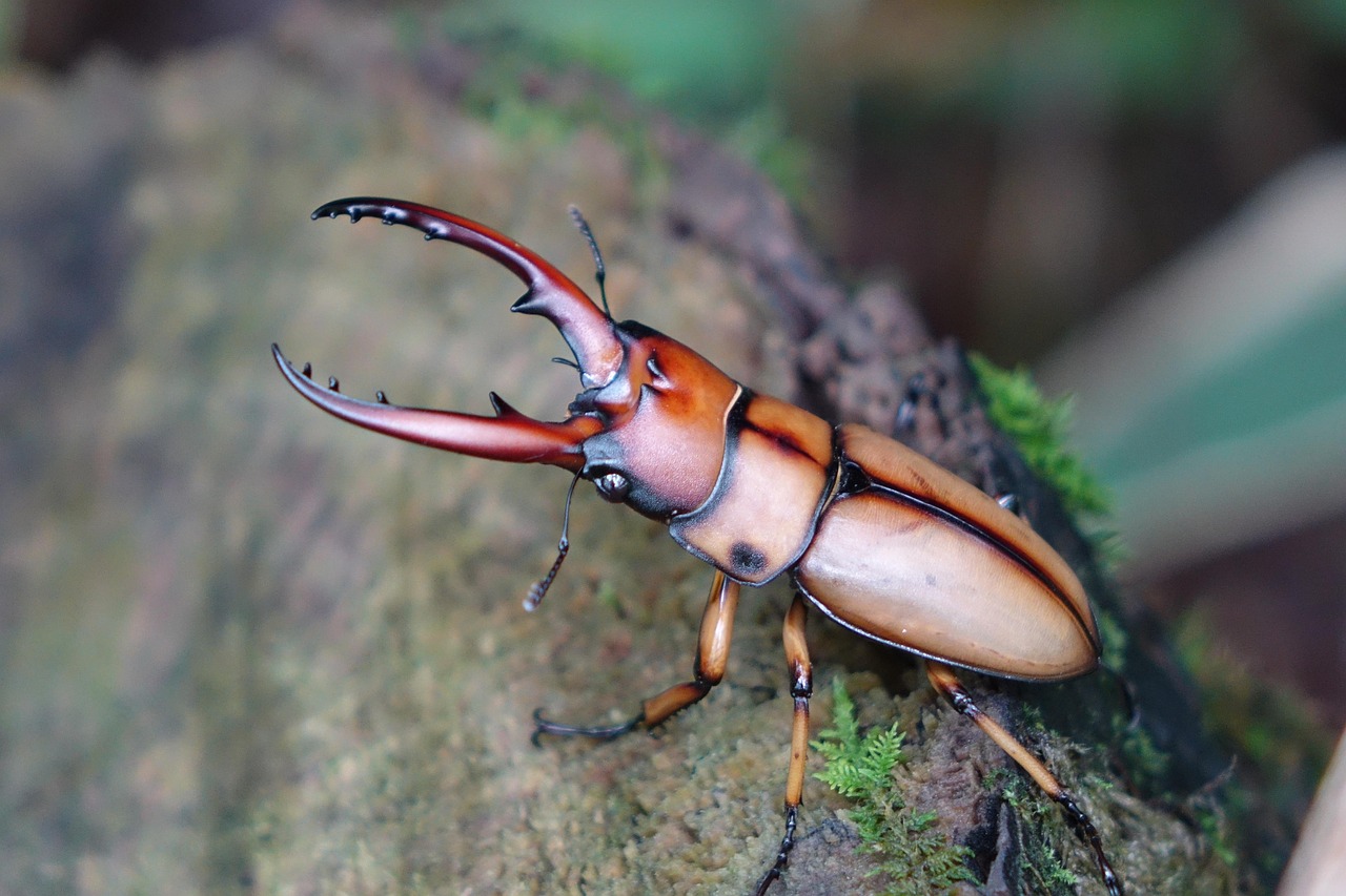 Aries: The Powerful Stag Beetle (Image Credits: Pixabay)