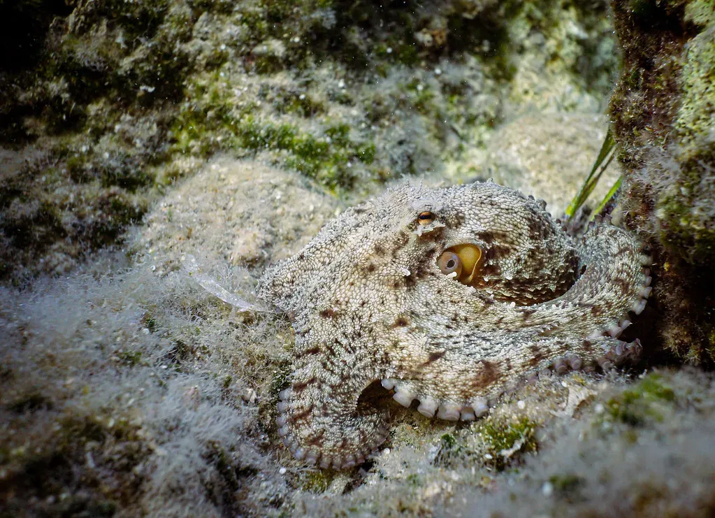Camouflage And Confusion: Blending Into The Seafloor (paologmb, Flickr, CC BY 2.0)