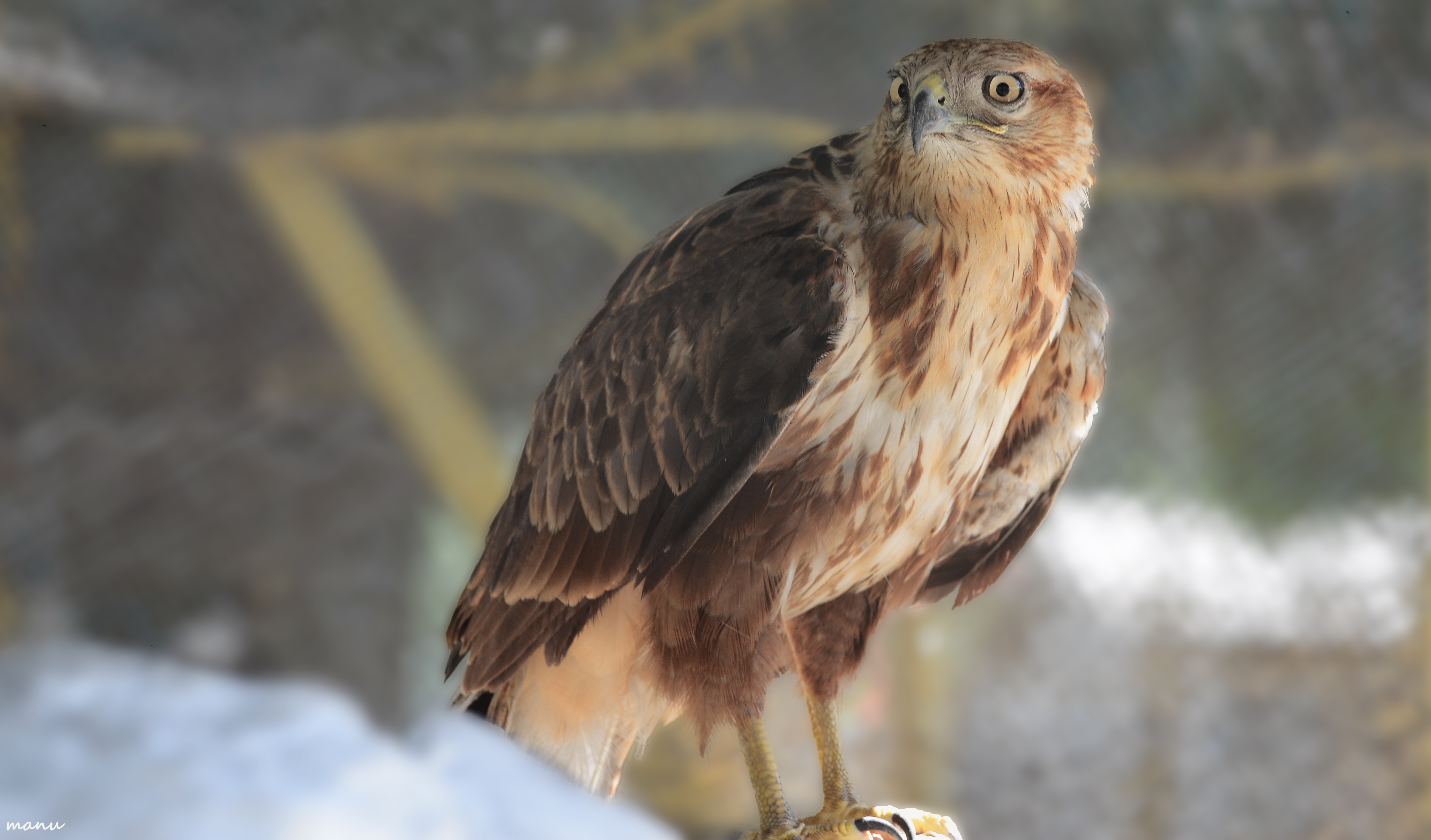 Sharp-Eyed Characteristics in Humans (Image Credits: Wikimedia)