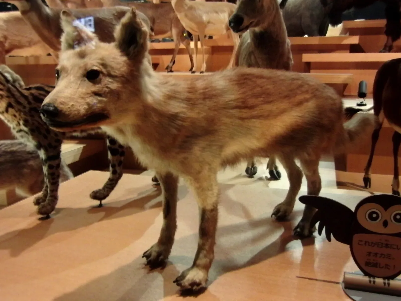 #8 – The Japanese Wolf That Rural Villages Never Stopped Reporting (By Momotarou2012, CC BY-SA 3.0)