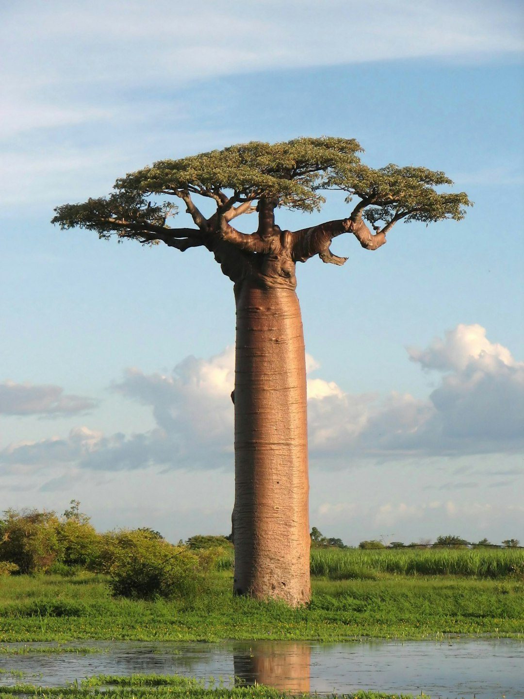 The African Baobab Ancients: Hollow Giants of Time (Image Credits: Unsplash)