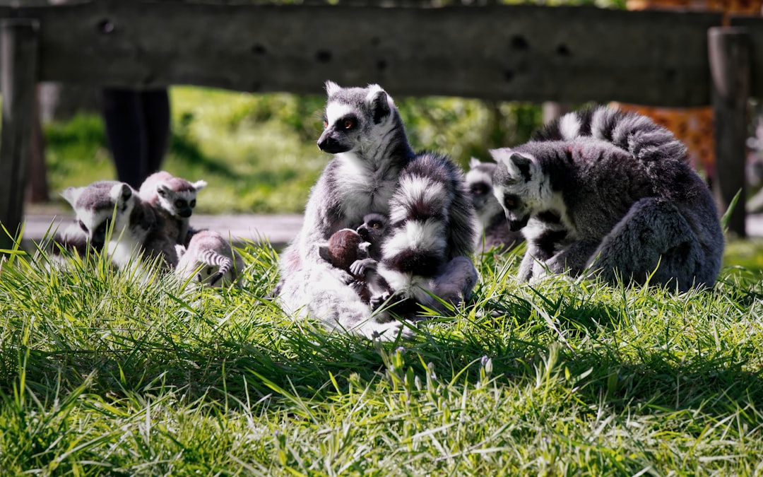 City Neighbors: Human-Wildlife Encounters (Image Credits: Unsplash)