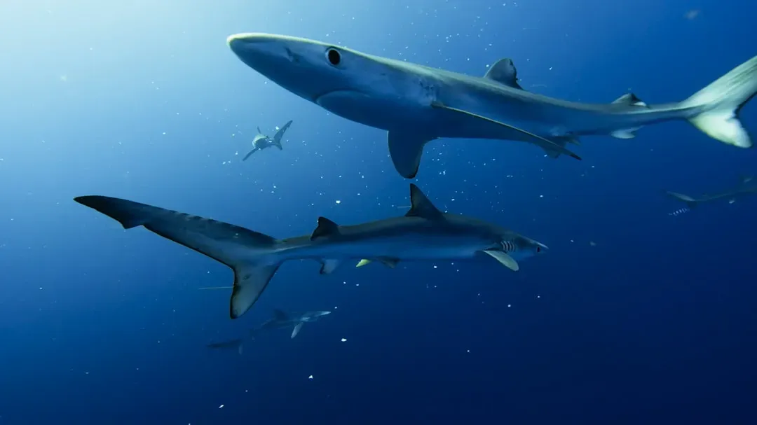 6. Many Shark Species Are Seriously Threatened - By Us (Image Credits: Unsplash)