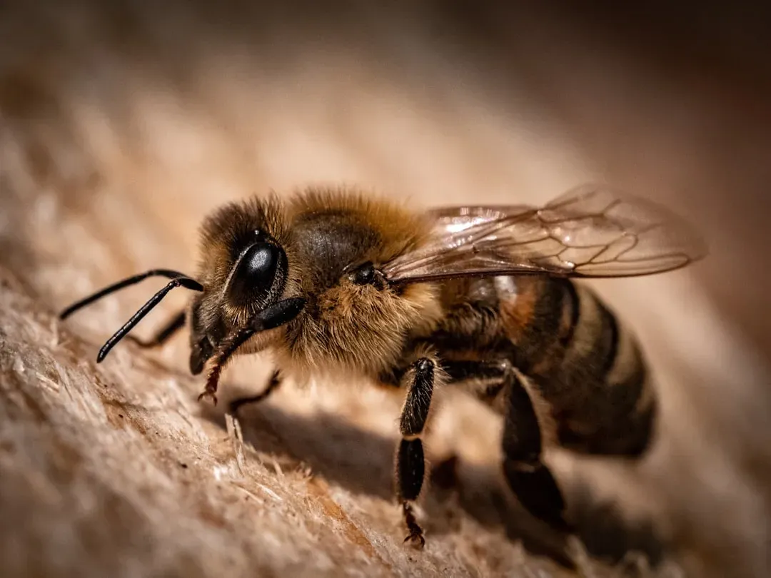 From Pain to Preference: How Stress Can Shift a Bee’s Choices (Image Credits: Unsplash)