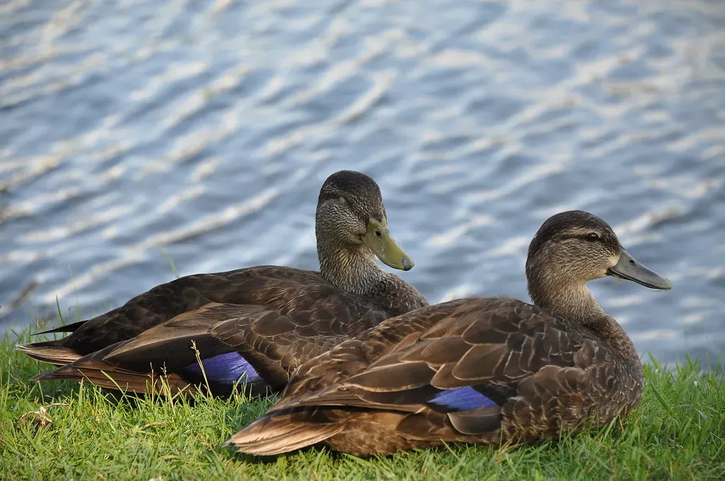 How Understanding Tail Wags Helps You Care for Ducks Better (shankar s., Flickr, CC BY 2.0)