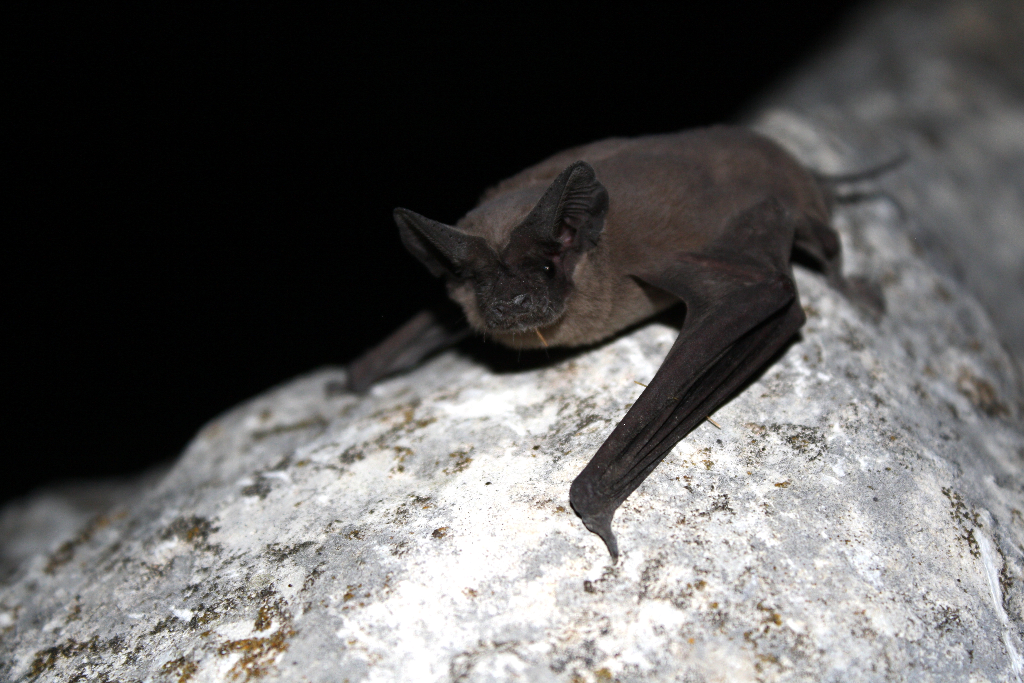 Conservation Challenges and Successes (Image Credits: Wikimedia)