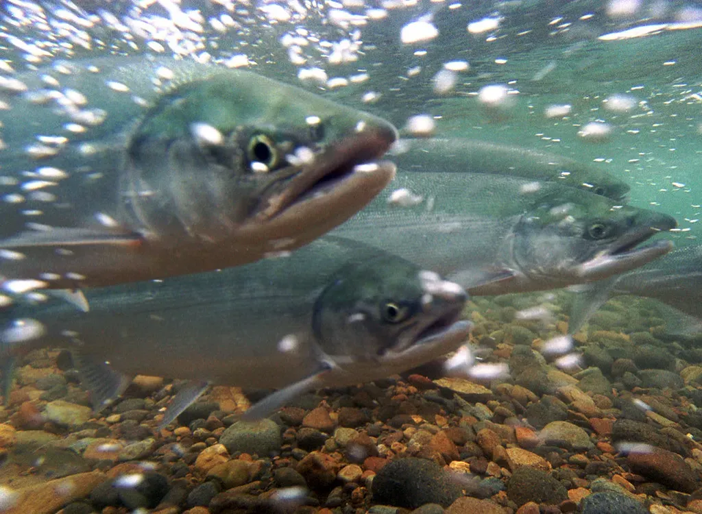 Salmon: From Ocean Wanderers to River Homers Guided by Magnetism (Image Credits: Flickr)
