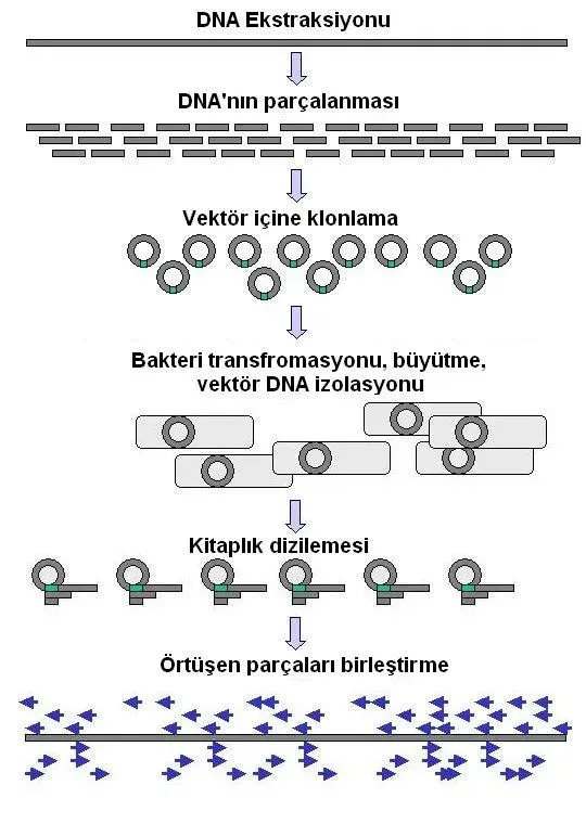 From Ancient Tools to Genomic Superpowers (Image Credits: Wikimedia)