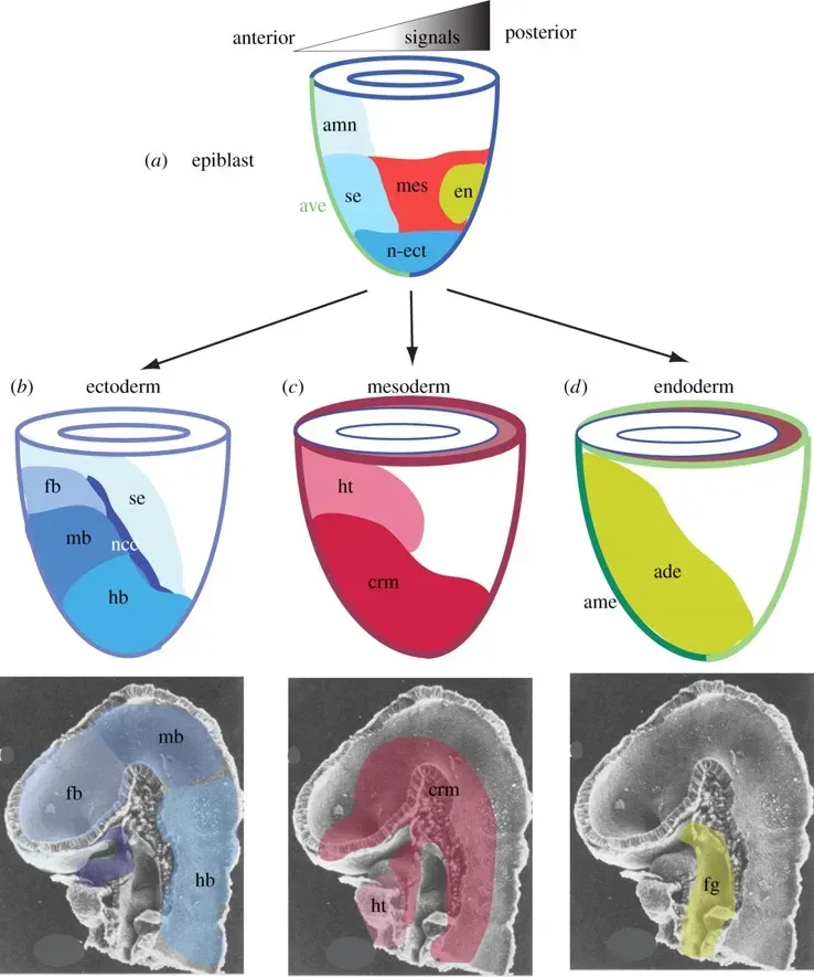 Beyond the Five Senses: Quiet Signals That Shape Emotion (Image Credits: Wikimedia)