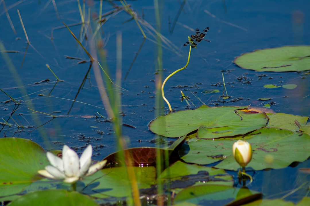 San Marcos Springs, Texas: Aquifer Ledger for the Edwards (Image Credits: Unsplash)