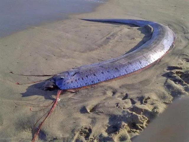 #10 - The Giant Oarfish: A Sea-Serpent Legend Turned One-Off Anatomy Lesson (By Katia Cao, CC BY 3.0)