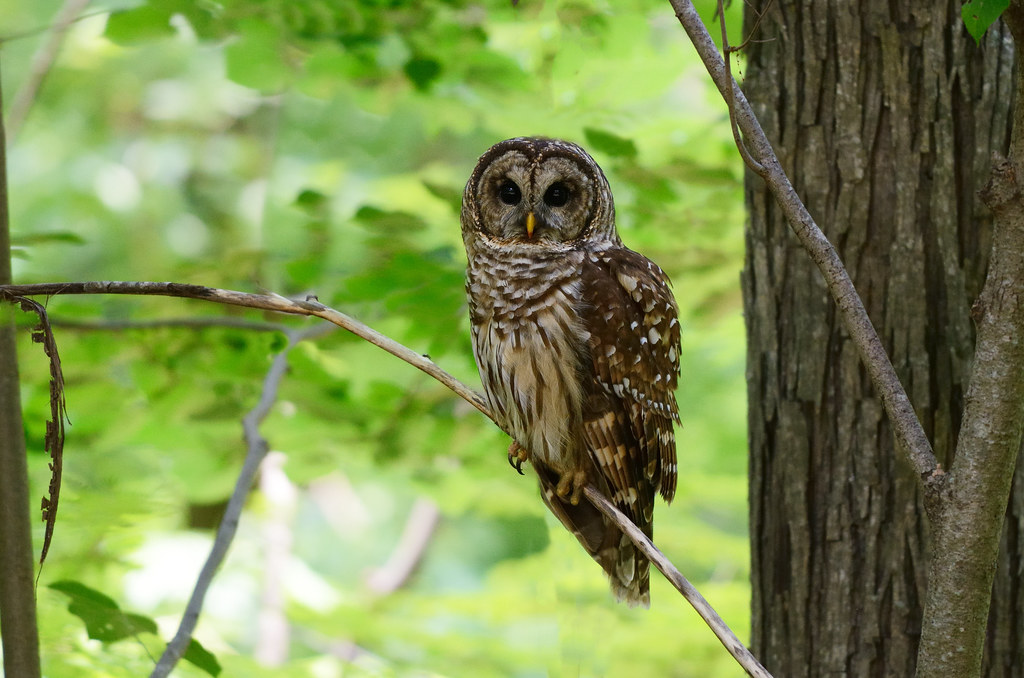 Sagittarius and the Wise Owl (Image Credits: Flickr)