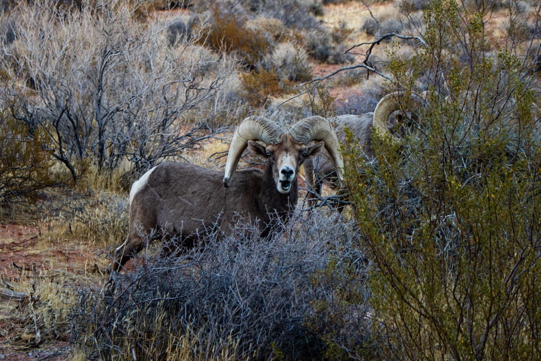 Texas Parks and Wildlife's Desert Bighorn Sheep Initiative (Image Credits: Unsplash)