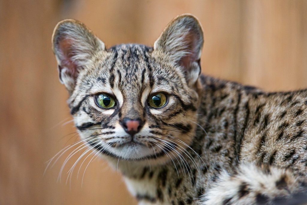 8. Geoffroy's Cat: The Timid Yet Aggressive South American (Image Credits: Flickr)