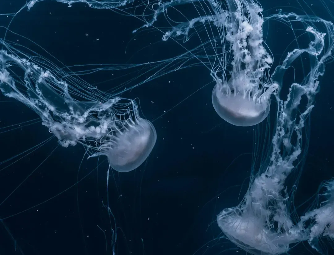 The Immortal Jellyfish That Rewinds Its Own Life (Image Credits: Unsplash)