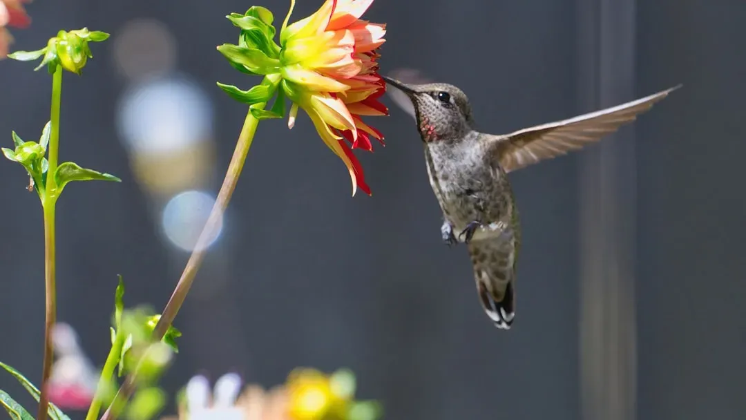 Implications For Gardeners And Urban Wildlife Lovers (Image Credits: Unsplash)