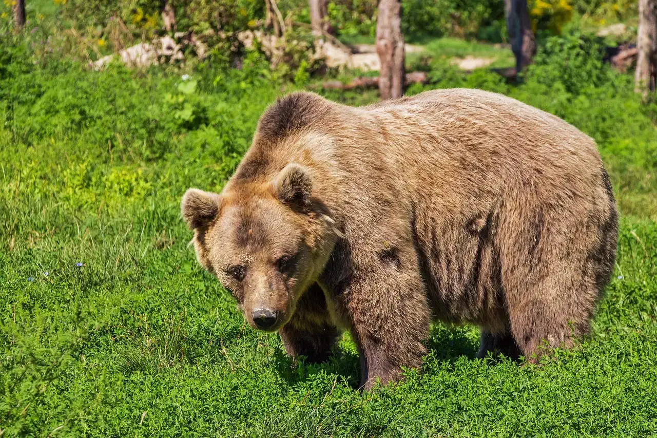 How to Read a Grizzly’s Body Language (And What It Means for You) (Image Credits: Pixabay)