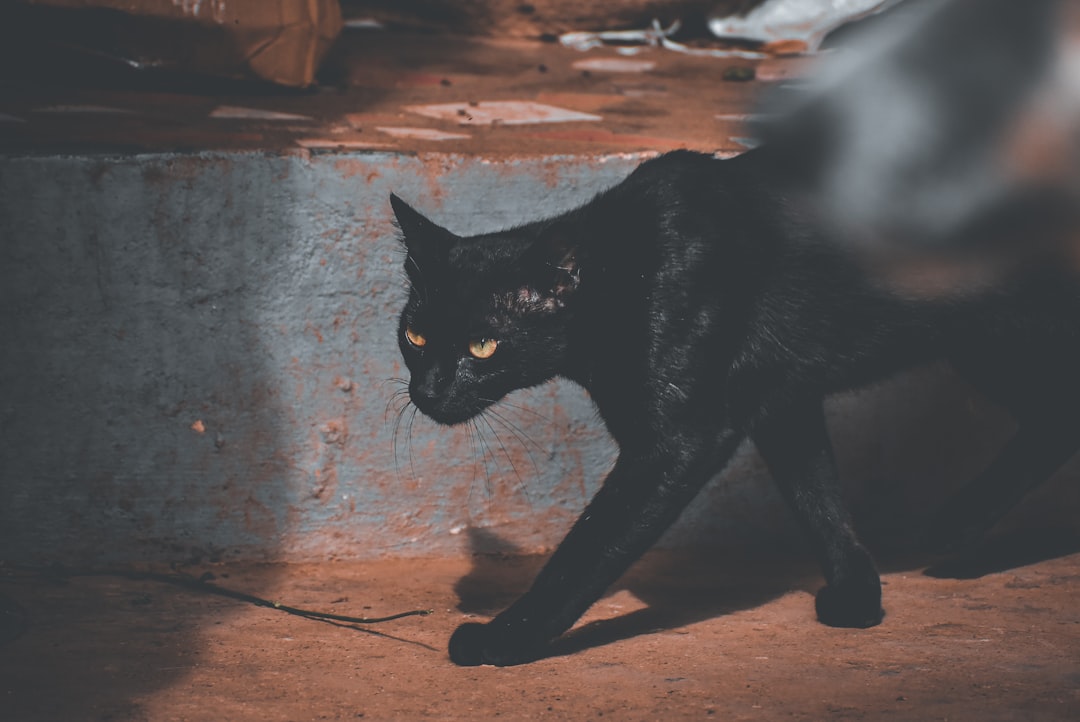 Your Psychological Need for Control Drives Superstitious Behavior (Image Credits: Unsplash)