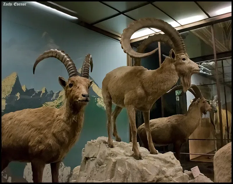 #3 - Ibex and Chamois Carved After the Mountains Emptied Out (Mountain Goats and Ibex, CC BY 2.0)