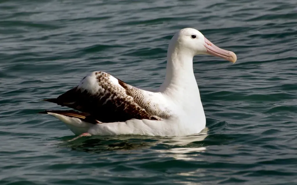 How your own senses compare to an albatross’s (Image Credits: Rawpixel)