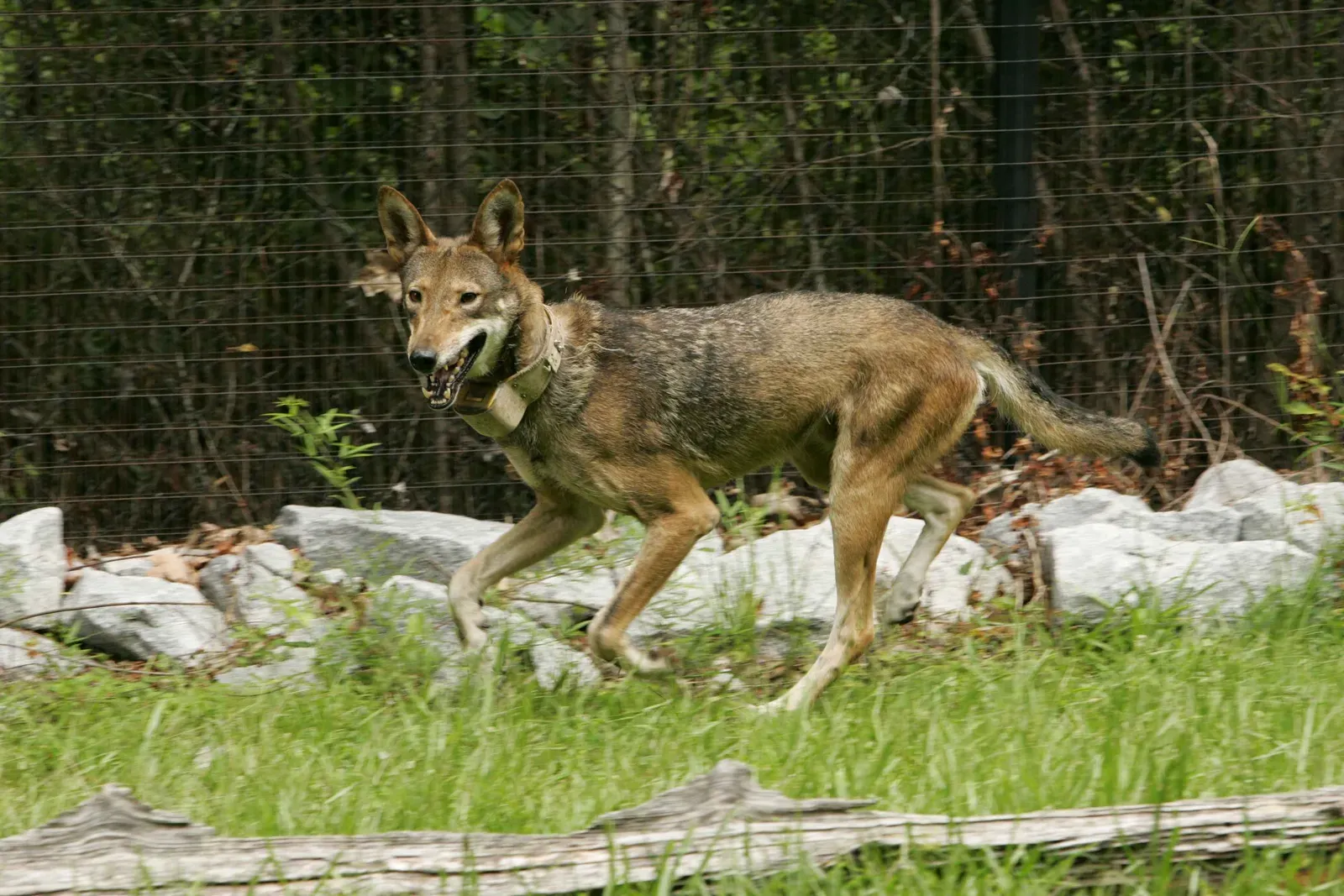 9. The Red Wolf Recovery Was The First Of Its Kind In History (Image Credits: Wikimedia)