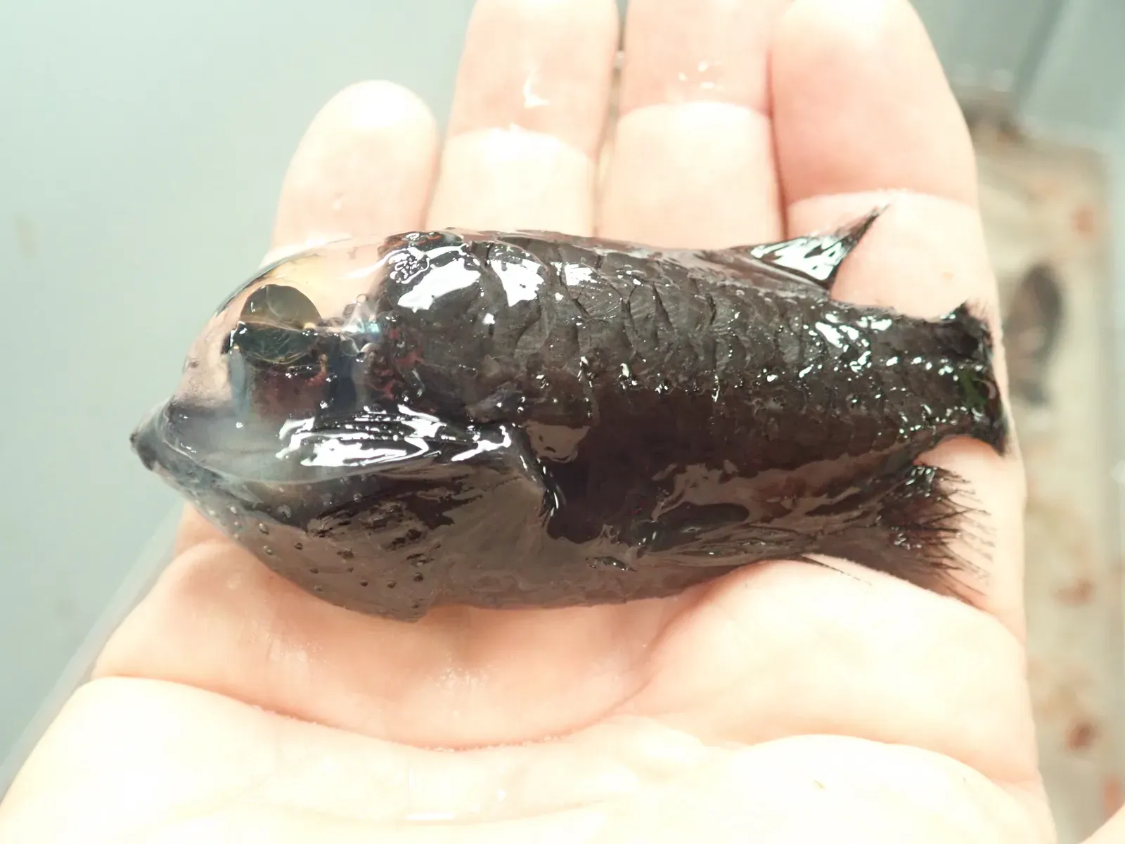 #6 - The Barreleye Fish (Macropinna microstoma) (Exploring Pelagic Biodiversity of the Gulf of Alaska and the Impact of Its Seamounts, Public domain)