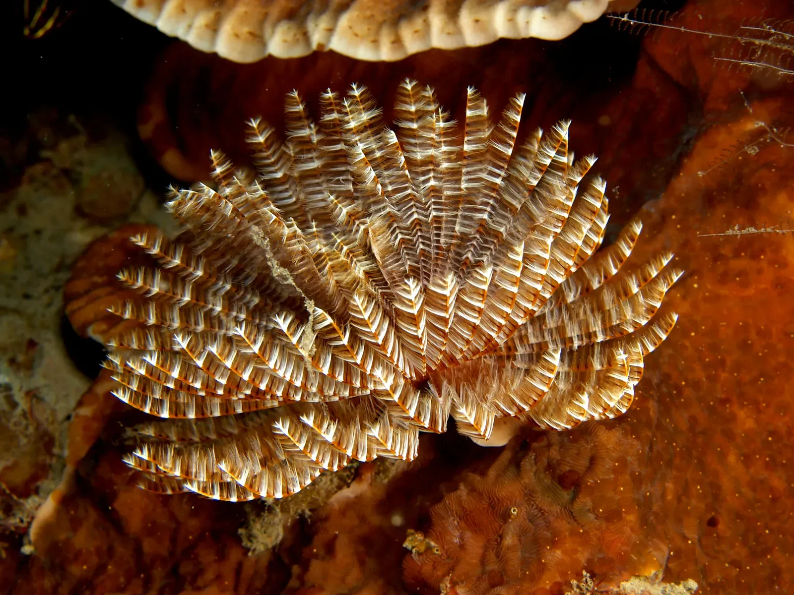 6. Feather Duster Worm – The Underwater Flower That Isn’t a Flower (By Nhobgood Nick Hobgood, CC BY-SA 3.0)